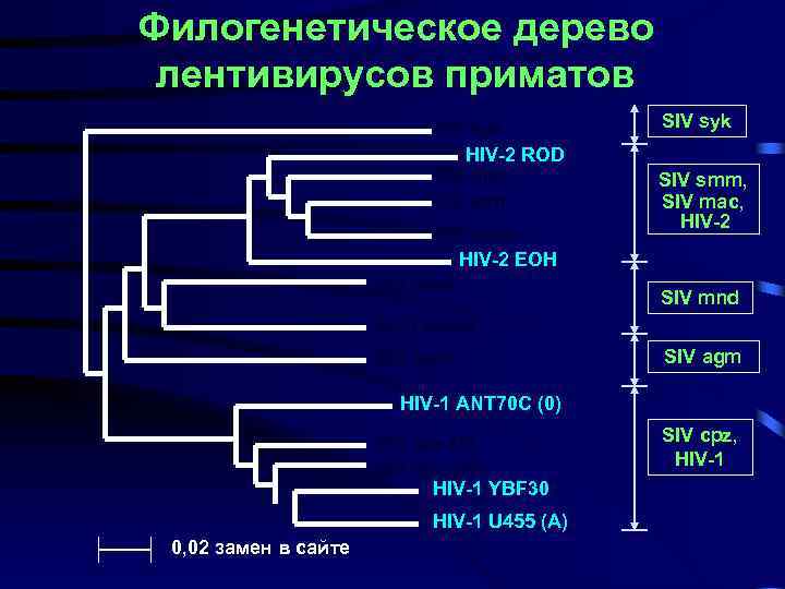 Филогенетическое дерево лентивирусов приматов SIV syk HIV-2 ROD SIV mac SIV stm SIV smm