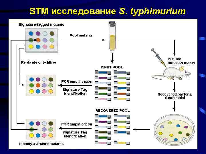 STM исследование S. typhimurium 