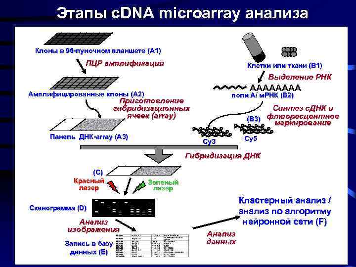 Этапы с. DNA microarray анализа Клоны в 96 -луночном планшете (А 1) ПЦР амплификация