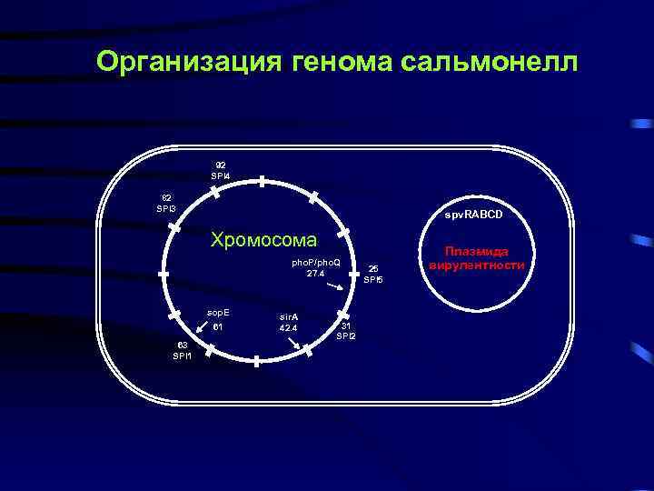 Организация генома сальмонелл 92 SPI 4 82 SPI 3 spv. RABCD Хромосома pho. P/pho.