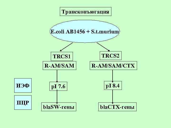 Трансконъюгация E. coli AB 1456 + S. t. murium TRCS 1 TRCS 2 R-AM/SAM