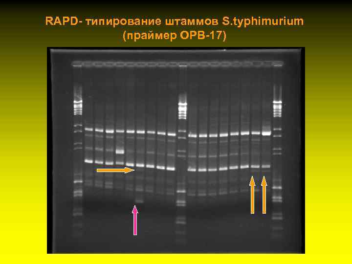 RAPD- типирование штаммов S. typhimurium (праймер ОРВ-17) 