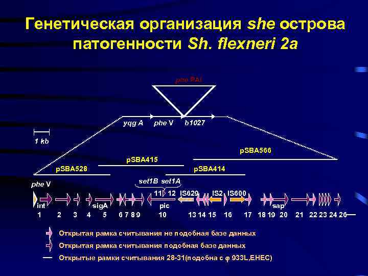 Генетическая организация she острова патогенности Sh. flexneri 2 a phe PAI yqg A phe