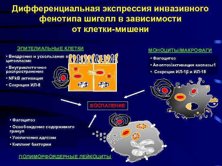 Дифференциальная экспрессия инвазивного фенотипа шигелл в зависимости от клетки-мишени ЭПИТЕЛИАЛЬНЫЕ КЛЕТКИ МОНОЦИТЫ/МАКРОФАГИ • Внедрение