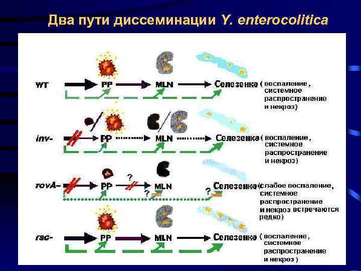 Два пути диссеминации Y. enterocolitica 