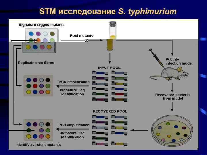 STM исследование S. typhimurium 
