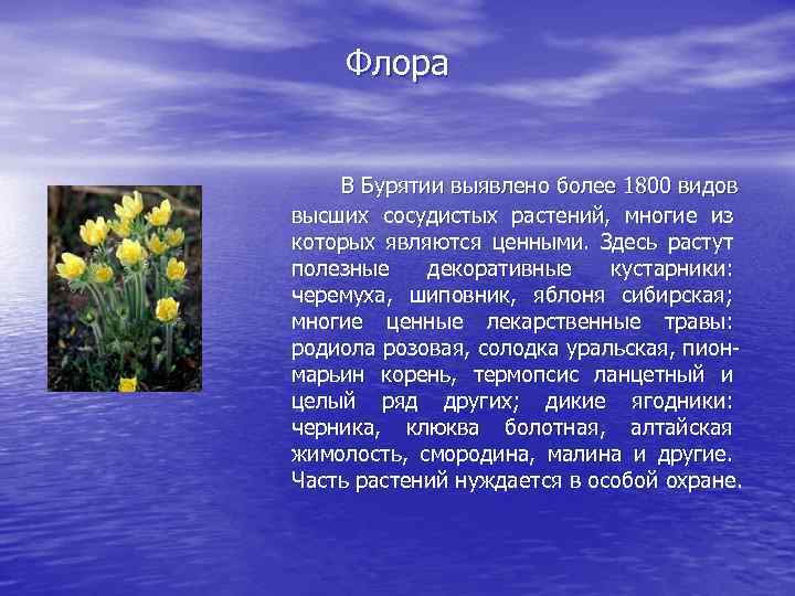 Флора В Бурятии выявлено более 1800 видов высших сосудистых растений, многие из которых являются