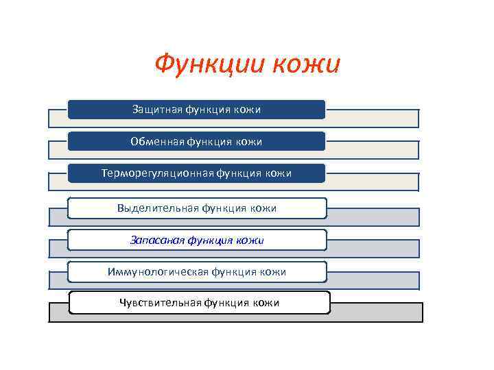 Функции кожи Защитная функция кожи Обменная функция кожи Терморегуляционная функция кожи Выделительная функция кожи