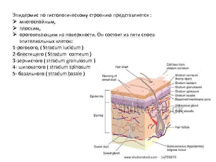 Эпидермис по гистологическому строению представляется : Ø многослойным, Ø плоским, Ø ороговевающим на поверхности.