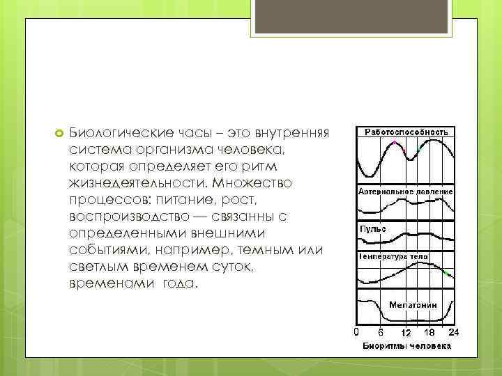  Биологические часы – это внутренняя система организма человека, которая определяет его ритм жизнедеятельности.