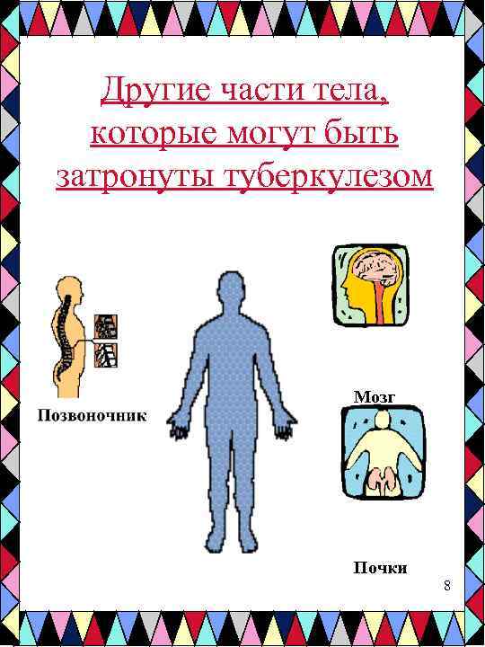 Другие части тела, которые могут быть затронуты туберкулезом Мозг Почки 8 