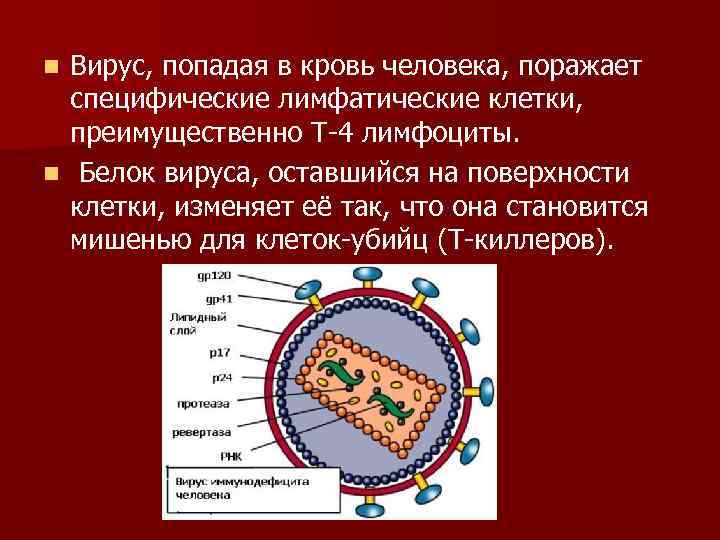 Вирус, попадая в кровь человека, поражает специфические лимфатические клетки, преимущественно Т-4 лимфоциты. n Белок