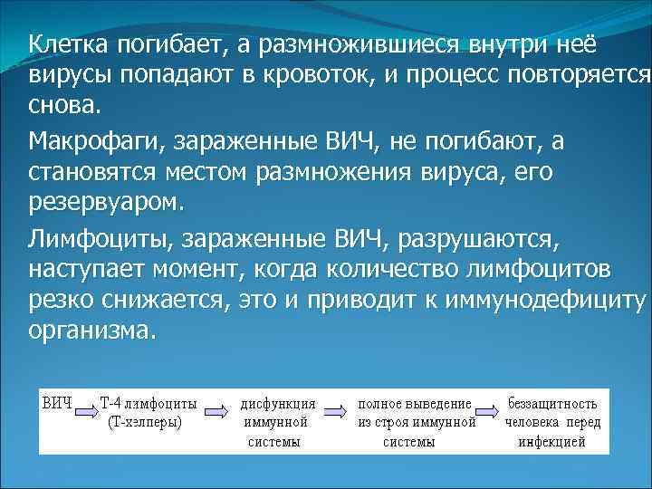 Клетка погибает, а размножившиеся внутри неё вирусы попадают в кровоток, и процесс повторяется снова.