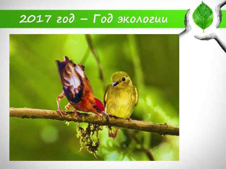 2017 год – Год экологии 