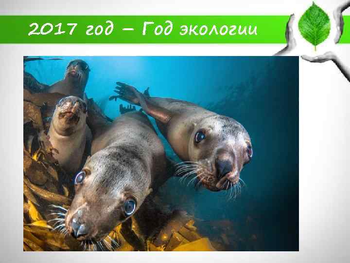2017 год – Год экологии 