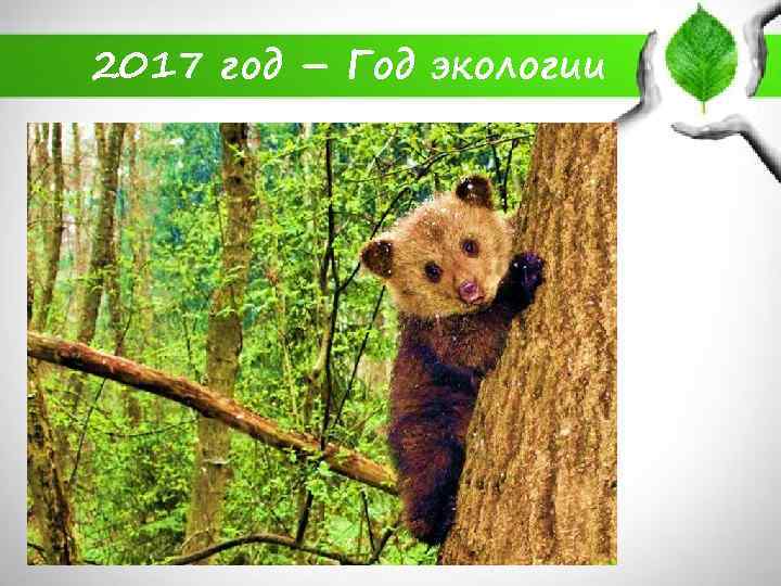 2017 год – Год экологии 