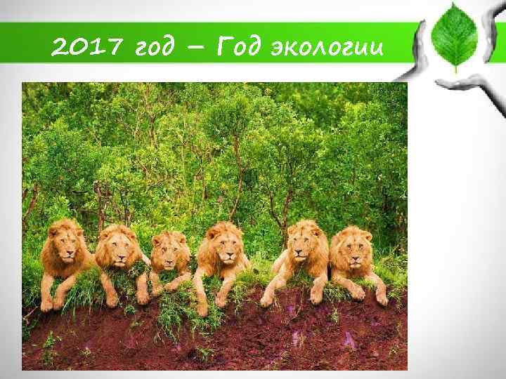 2017 год – Год экологии 