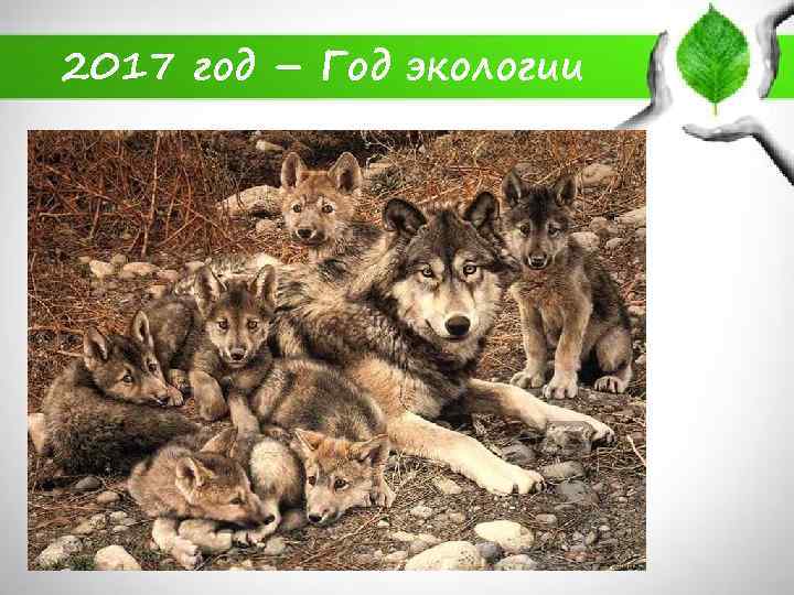 2017 год – Год экологии 