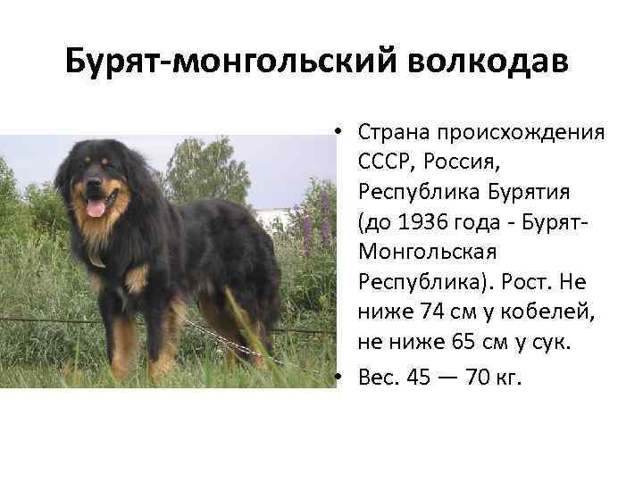 Бурят-монгольский волкодав • Страна происхождения СССР, Россия, Республика Бурятия (до 1936 года - Бурят-