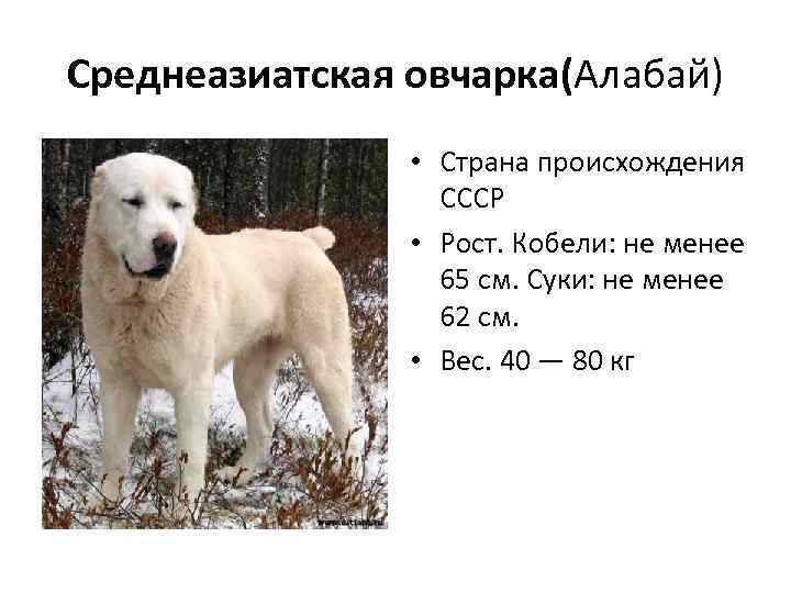 Среднеазиатская овчарка(Алабай) • Страна происхождения СССР • Рост. Кобели: не менее 65 см. Суки: