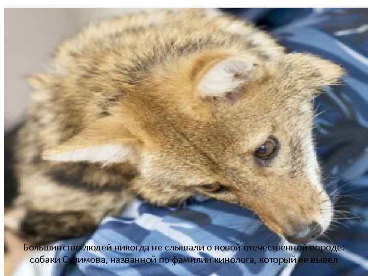 Большинство людей никогда не слышали о новой отечественной породе: собаки Сулимова, названной по фамилии
