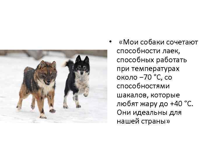  • «Мои собаки сочетают способности лаек, способных работать при температурах около − 70