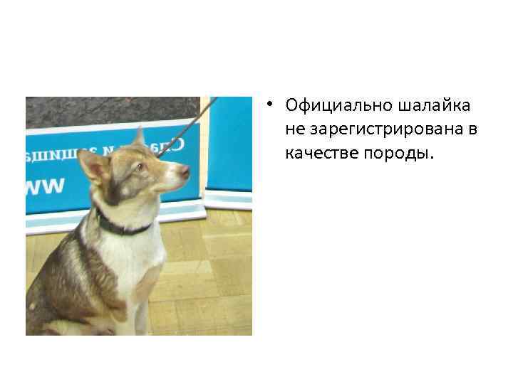  • Официально шалайка не зарегистрирована в качестве породы. 