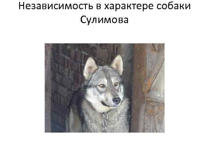 Независимость в характере собаки Сулимова 