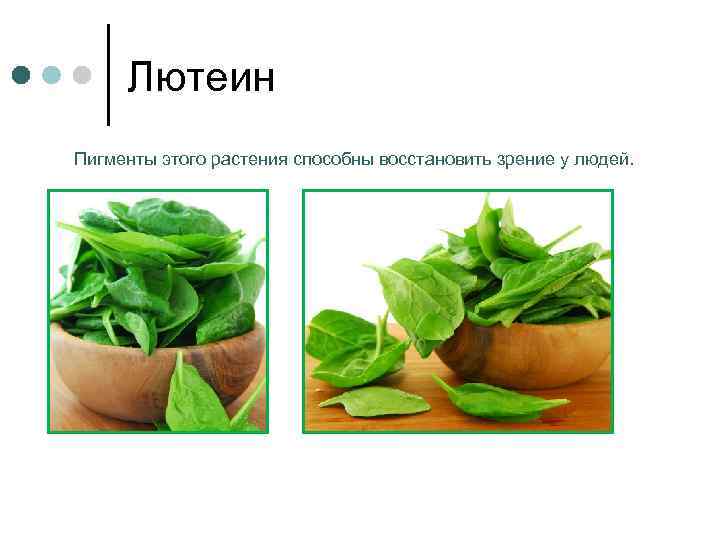 Лютеин Пигменты этого растения способны восстановить зрение у людей. 