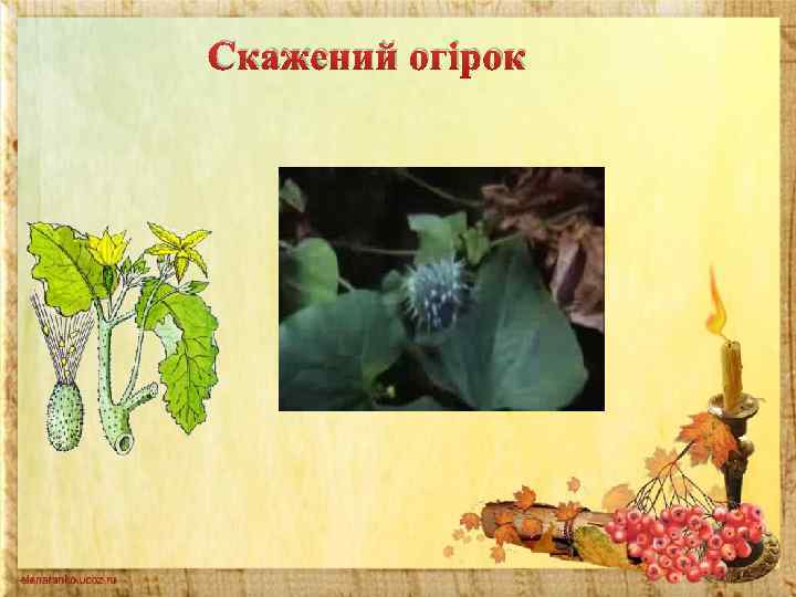 Скажений огірок 