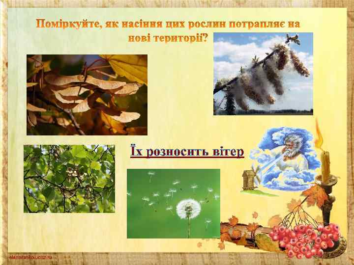 Їх розносить вітер 