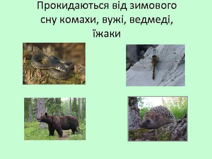 Прокидаються від зимового сну комахи, вужі, ведмеді, їжаки 