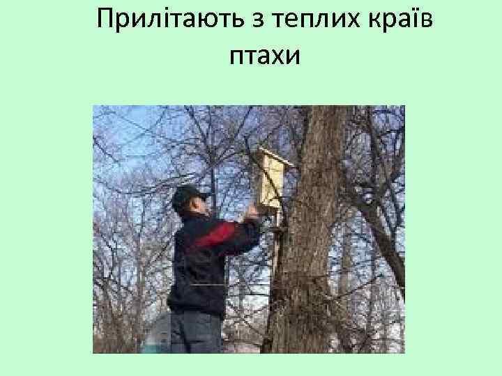 Прилітають з теплих країв птахи 