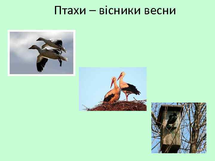 Птахи – вісники весни 