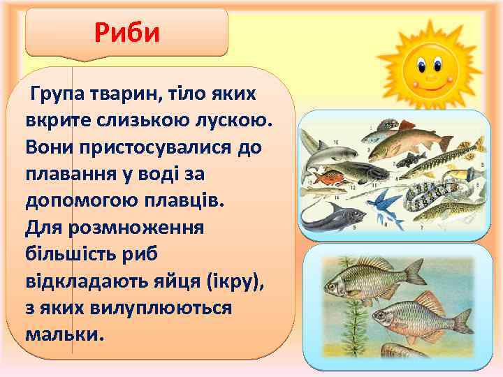 Риби Група тварин, тіло яких вкрите слизькою лускою. Вони пристосувалися до плавання у воді