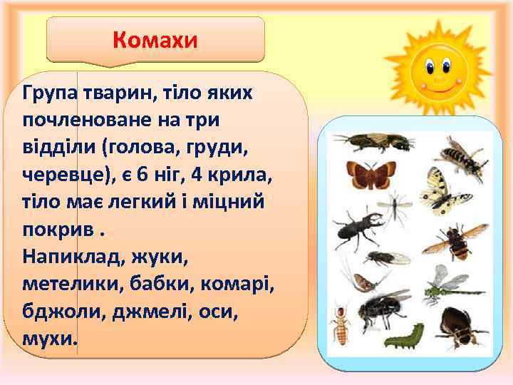 Комахи Група тварин, тіло яких почленоване на три відділи (голова, груди, черевце), є 6