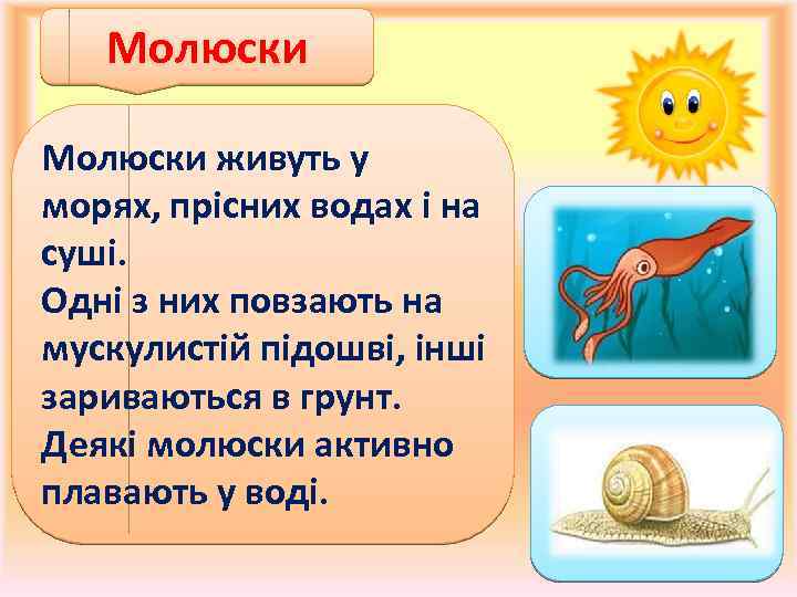 Молюски живуть у морях, прісних водах і на суші. Одні з них повзають на