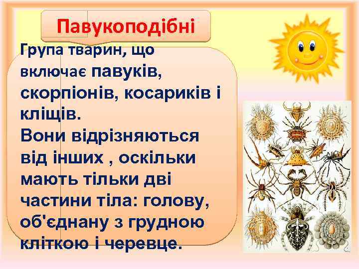 Павукоподібні Група тварин, що включає павуків, скорпіонів, косариків і кліщів. Вони відрізняються від інших