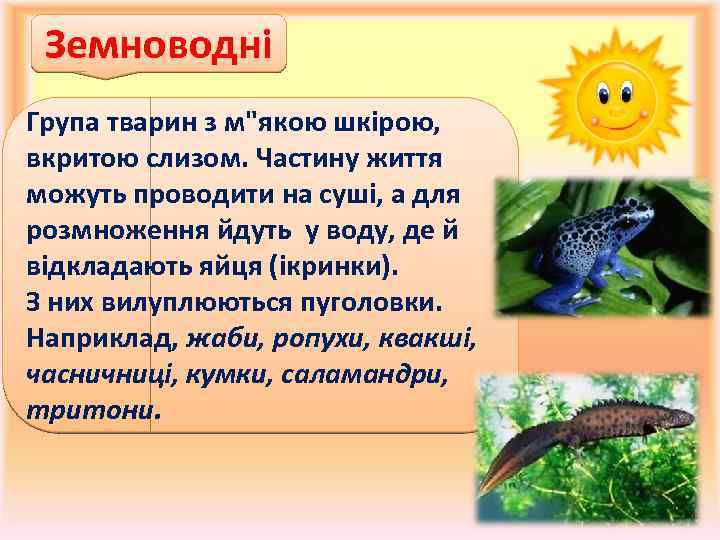 Земноводні Група тварин з м"якою шкірою, вкритою слизом. Частину життя можуть проводити на суші,