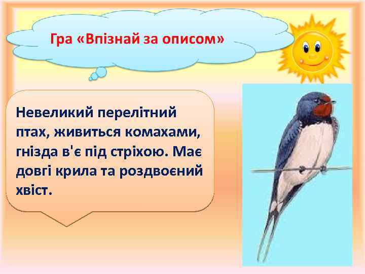 Невеликий перелітний птах, живиться комахами, гнізда в'є під стріхою. Має довгі крила та роздвоєний