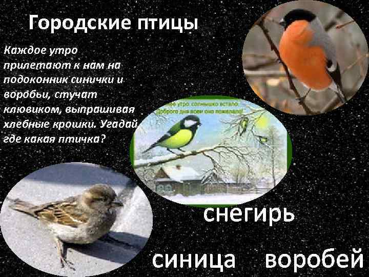 Городские птицы Каждое утро прилетают к нам на подоконник синички и воробьи, стучат клювиком,