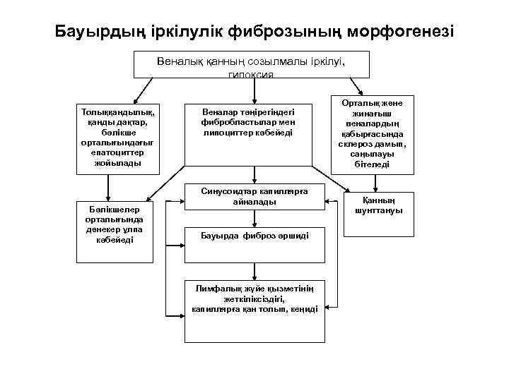 Бауырдың іркілулік фиброзының морфогенезі Веналық қанның созылмалы іркілуі, гипоксия Толыққандылық, қанды дақтар, бөлікше орталығындағыг