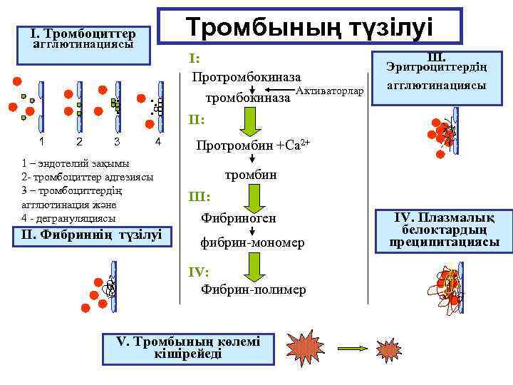 Тромбының түзілуі I. Тромбоциттер агглютинациясы . . 1 2 . . . 3 4