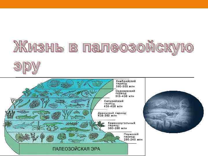 Жизнь в палеозойскую эру 