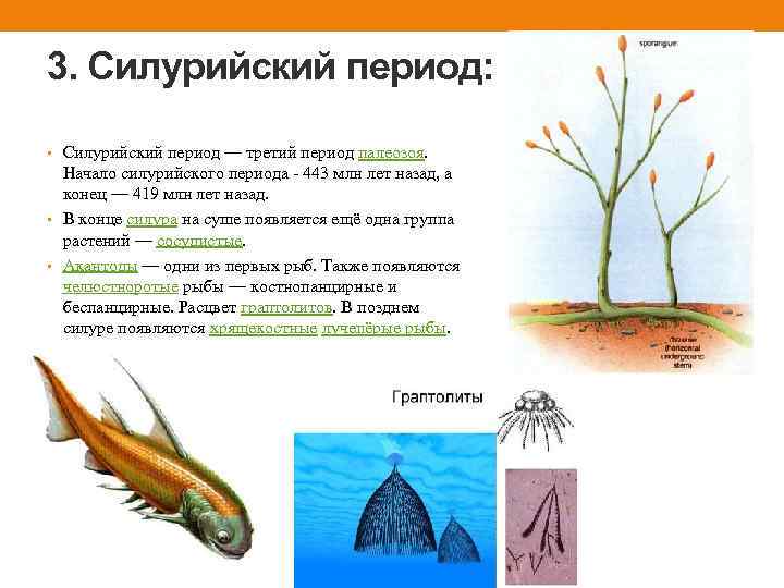 3. Силурийский период: • Силурийский период — третий период палеозоя. Начало силурийского периода -