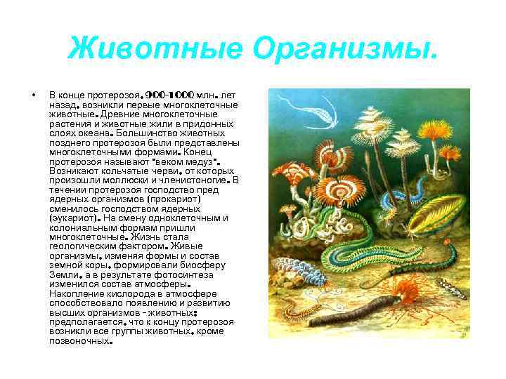 Животные Организмы. • В конце протерозоя, 900 -1000 млн. лет назад, возникли первые многоклеточные