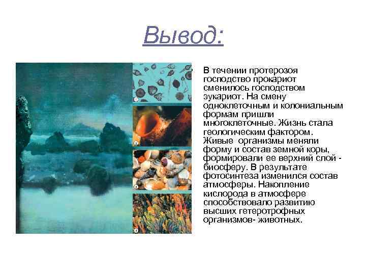 Вывод: • В течении протерозоя господство прокариот сменилось господством эукариот. На смену одноклеточным и