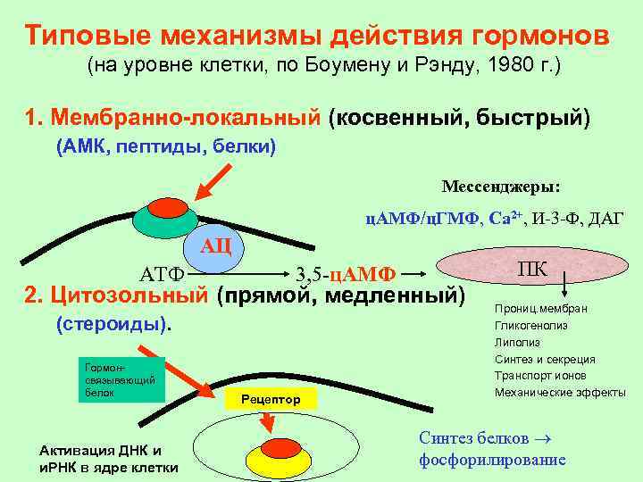 Типовые механизмы действия гормонов (на уровне клетки, по Боумену и Рэнду, 1980 г. )