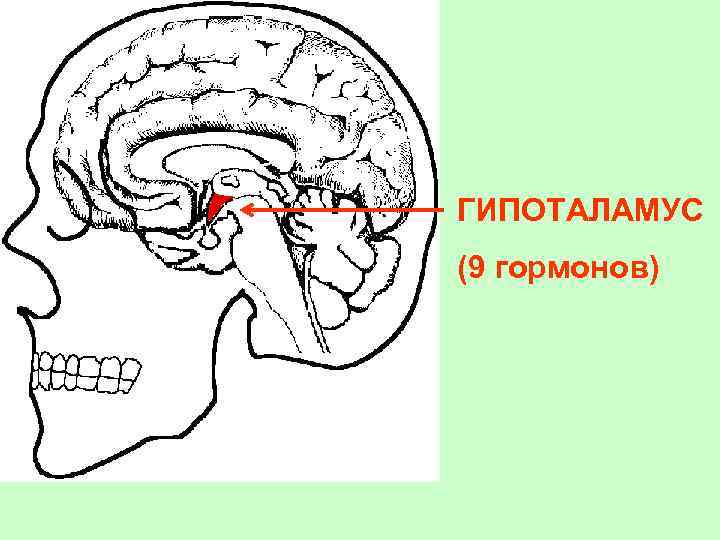 СХЕМА МОЗГ ГИПОТАЛАМОЧЕРЕП ГИПОФИЗАРНОЙ ГИПОТАЛАМУС СИСТЕМЫ (9 гормонов) 