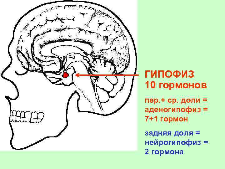 ГИПОФИЗ 10 гормонов пер. + ср. доли = аденогипофиз = 7+1 гормон задняя доля